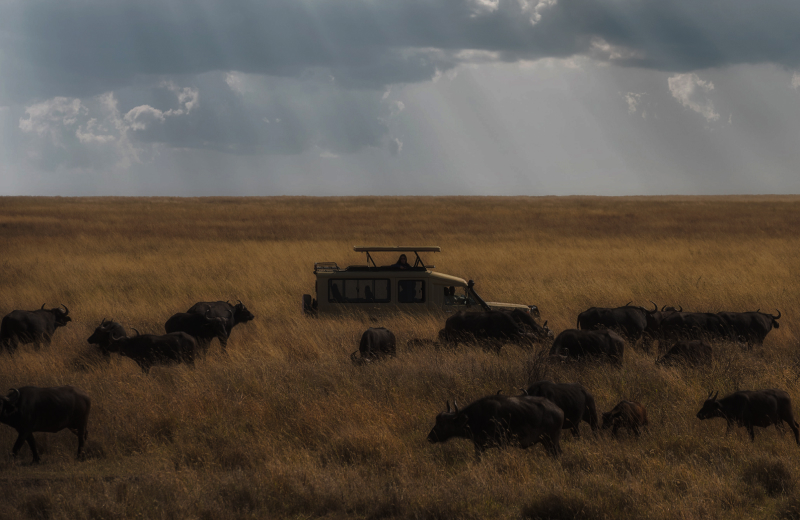 Wilderness Safari